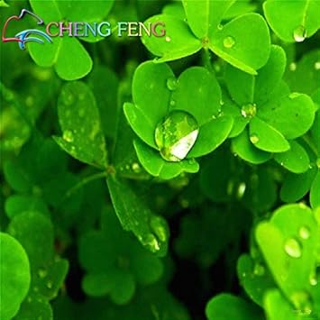 Organic Blue Green Clover Plant Seeds for Planting â€“ Heirloom, Non-GMO