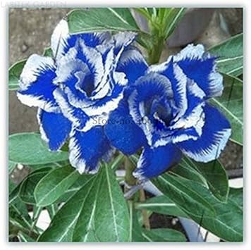 Organic Heirloom Blue White Adenium Seeds – Non-GMO Desert Rose Seeds for Planting