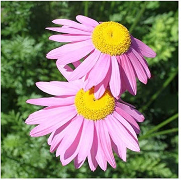 Pink Robinsons Flower Seeds for Planting - NON GMO Seeds