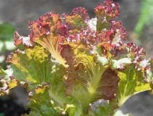 Brown Lettuce Seeds for Planting - 10 pcs