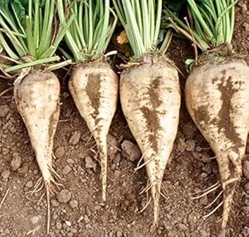 White Sugar Beet Beta vulgaris seeds for patch planting