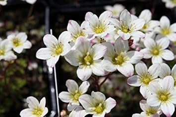 White Burren Flower Seeds for Planting - 100 pcs