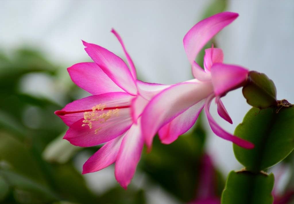 Pink & White Schlumbergera Flower Seeds - 100 pcs