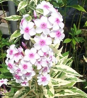 White-Pink Nora Leigh Flower Seeds for Planting ƒ?? Organic, Heirloom, Non-GMO Garden Seeds