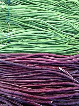Green Violet Bean Vegetable Seeds for Planting