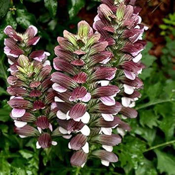 Bear's Breeches Plant Seeds for Planting NON GMO Seeds