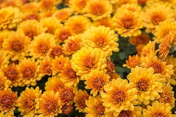 Chrysanthemum Flower Seeds for Planting, Yellow Orange- NON GMO Seeds