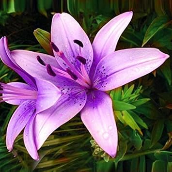 Purple Lilium Brownii Flower Seeds – Non-GMO Seeds for Garden Planting