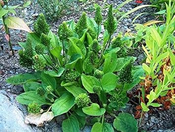 Green Plantago Major Seeds for Planting - heirloom & Non-GMO Seeds