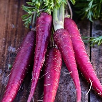 Carrot Vegetable Seeds for Planting - 100 Pcs pcs