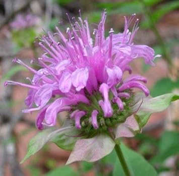 Monarda Fistulosa Purple Seeds – Organic, Heirloom, Non-GMO Flower Seeds for Planting