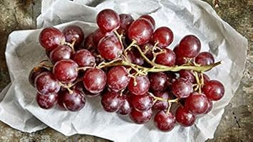 Brown Grape Fruit Citrus paradisi seeds for planting in home garden