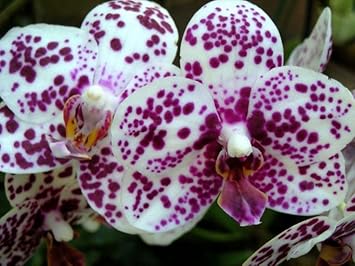 White Violet Butterfly Orchid Seeds for Planting | Organic, Heirloom, Non-GMO Flowers