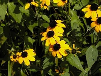 Yellow Rudbeckia Triloba Flower Seeds for Planting 100 pcs