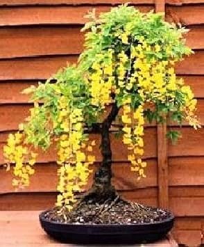 Yellow Ambizu Flower Seeds for Planting - 100 pcs