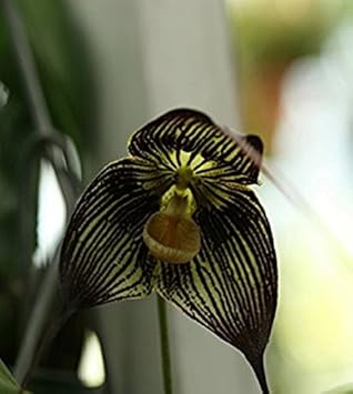 Black Dracula Flower Seeds 100 Pcs pcs