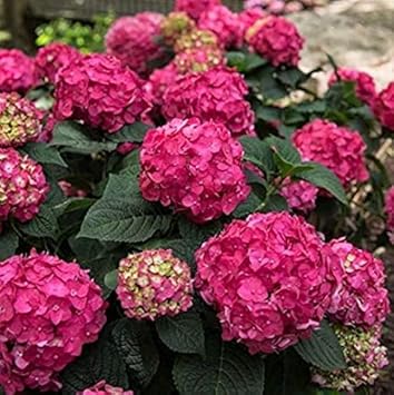 Pink Hydrangea Flower Seeds - 100 pcs