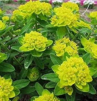 Yellow Euphorbia Polychroma Plant Seeds for Garden - NON GMO Seeds