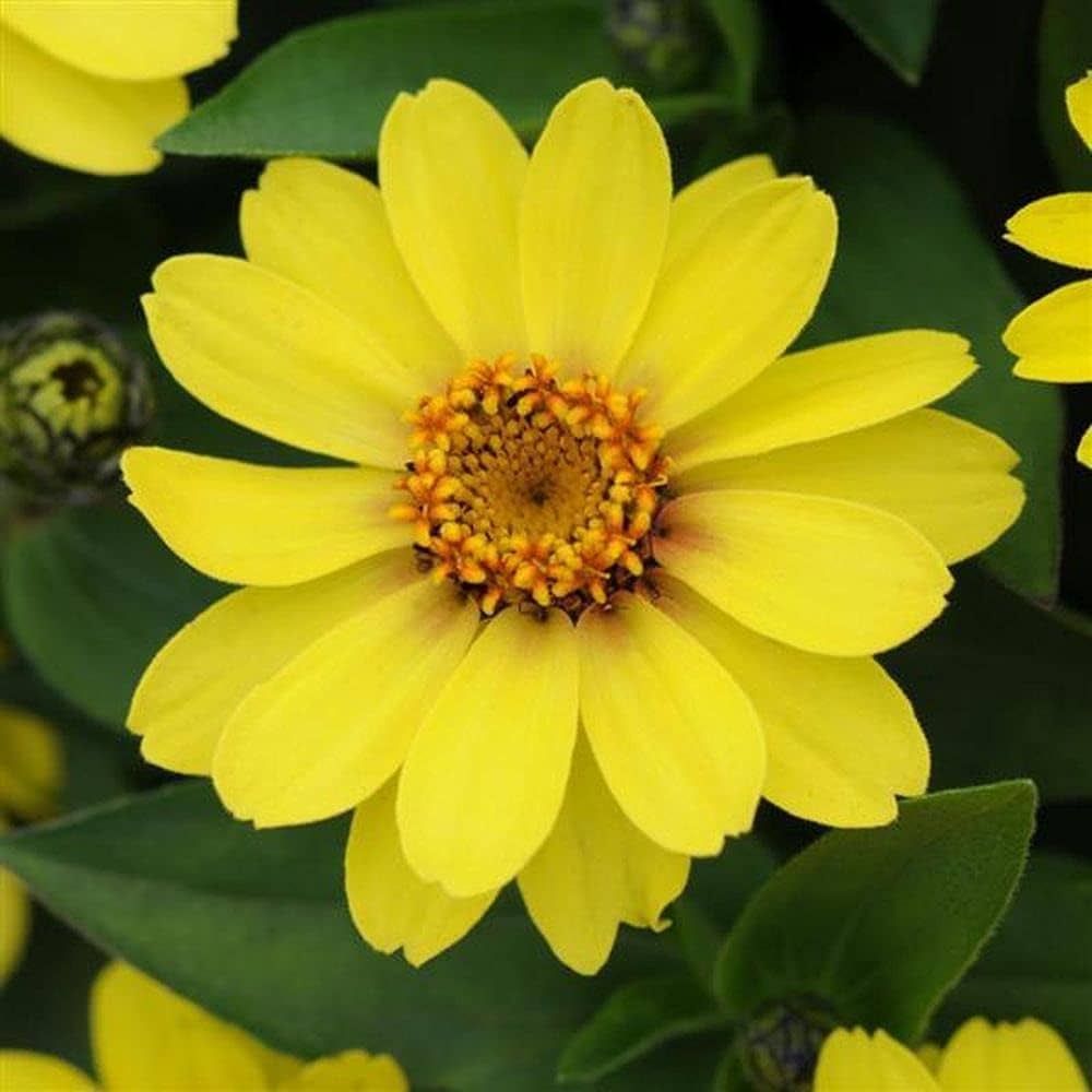 Light Yellow Zinnia Flower Seeds for Planting ƒ?? Non-GMO, Heirloom Garden Seeds for planting in your garden.