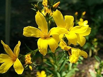 Yellow Linum Flavum Flower Seeds for Planting - 100 Pcs pcs