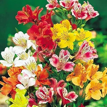 Alstroemeria Aurantiaca Seeds - Heirloom Non-GMO Planting Flower Seeds