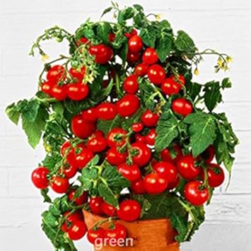 Red Bonsai Tomato Solanum lycopersicum seeds for garden planting
