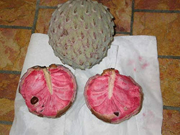 Soursop Fruit Seed for Planting - Pale Pink Color Variety, Heirloom and Tropical Fruit Seeds, GMO Free Seeds