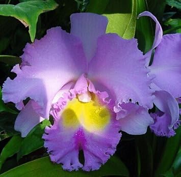 White Cattleya Flower Seeds ƒ?? Heirloom Non-GMO Fresh Seeds for Garden Planting