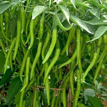 Chilli Seeds for Gardening, 100 Pcs pcs