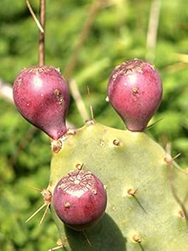 Pink Opuntia Plant Seeds for Planting - Heirloom Seeds for Home Garden, GMO Free Seeds