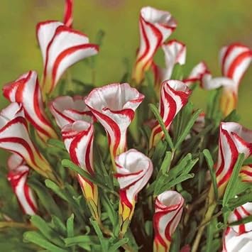 Oxalis Versicolor Flower Seeds - 100 pcs for planting in your garden.