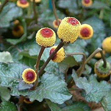 Yellow Toothache Plant Seeds for Planting - NON GMO Seeds