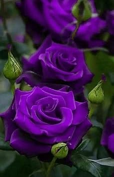 Thick Purple Rose Plant Seeds - Non-GMO Heirloom Garden Seeds for Planting Ideal for Home Gardens