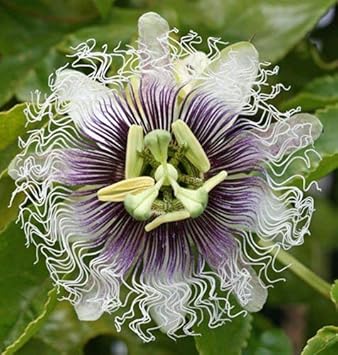 Purple & White Passionflower Seeds ƒ?? Non-GMO Heirloom Seeds for Planting