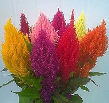Mixed Celosia Argentea Flower Seeds, Heirloom, Non-GMO Seeds for Planting