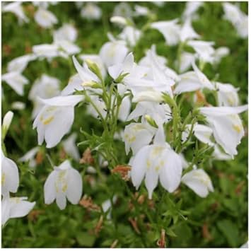 Marshflower Seeds Heirloom Non GMO Planting - 100 pcs for planting in home garden