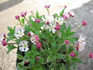 White Pink Zaluzianskya Flower Seeds - 100 pcs