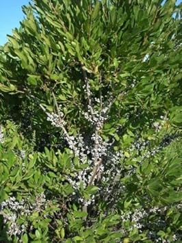 Green Myrica Pennsylvanica Plant Seeds for Planting - NON GMO Seeds