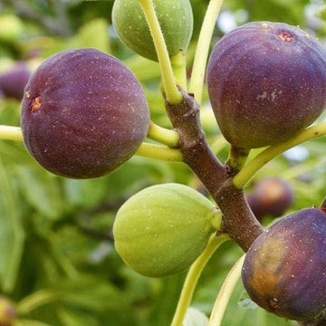 Poona Fig Seeds for Planting – Heirloom, Non-GMO Fruit Seeds