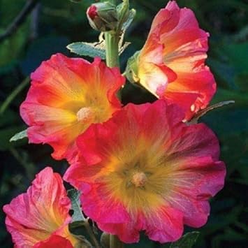 Mixed Hollyhock Flower Planting Seeds for Garden NON GMO Seeds