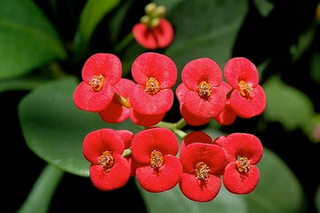 Heirloom Deep Red Euphorbia Milii Flower Seeds for Planting, Non-GMO