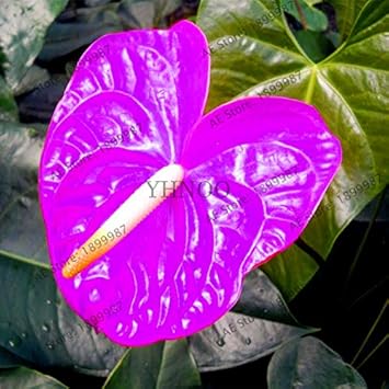 Heirloom Purple Anthurium Flower Seeds – Non‑GMO Ornamental Seeds for planting in your garden.