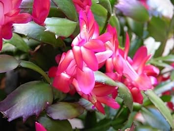 White Pink Zygocactus Flower Seeds for Planting - 100 pcs