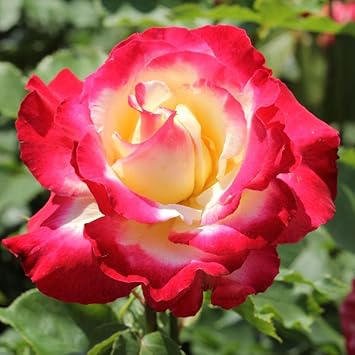 Pink and Yellow Rose Plant Seeds Non-GMO Heirloom Garden Seeds for Planting and Growing