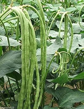 Green Asparagus Bean Vegetable Seeds for Planting heirloom & Non-GMO Seeds