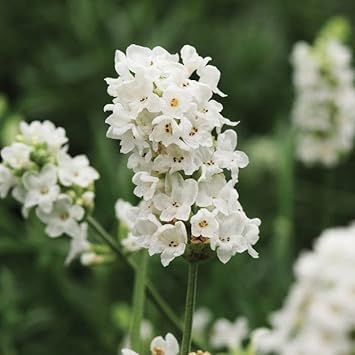 Non-GMO White Provence Lavender Flower Seeds for Planting – Garden Blooms