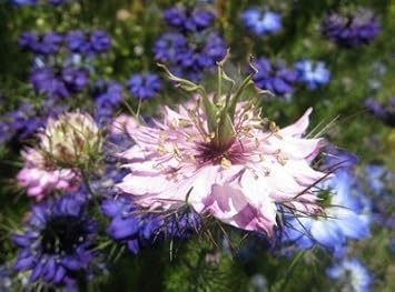 Pink Nigella Damascena Flower Seeds - 100 pcs