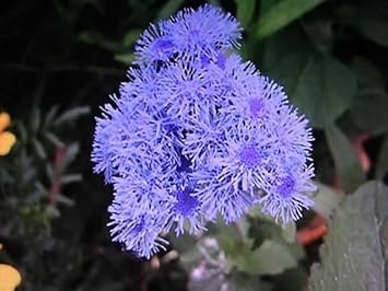 Floss Flower Seeds for Planting - NON GMO Seeds