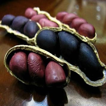 Peanut Vegetable Seeds for Planting – Black Brown Shell Variety 100 Pcs pcs