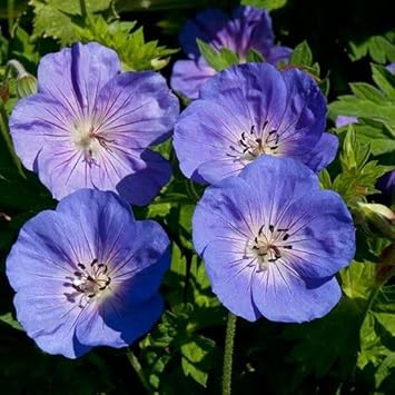 Rozanne Flower Seeds for Garden Planting - NON GMO Seeds